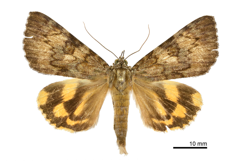 Catocala sp nov 2 Male
